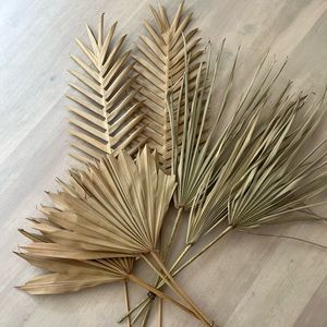 Collection of Dried Palm Leaves